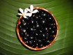 Natural Black Loose Kukui Nuts